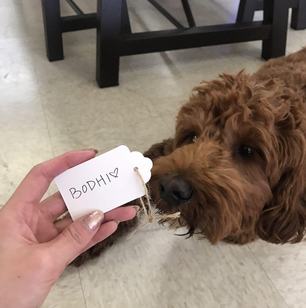 A dog with a tag.