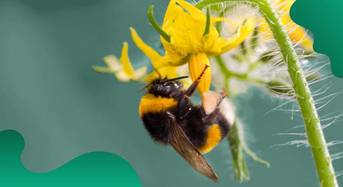 Koppert Biological Systems header image in green showing a bee sitting on a flower.