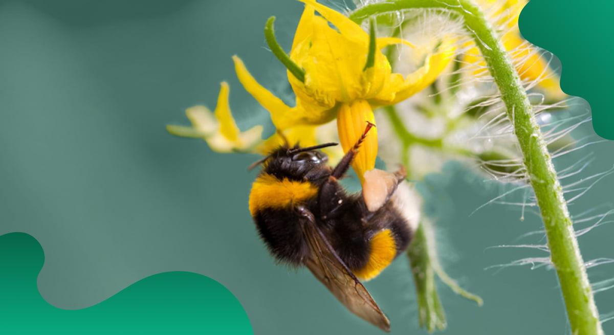 Das Titelbild von Koppert Biological Systems in Grün zeigt eine Biene, die auf einer Blume sitzt.