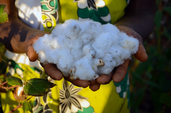 sustainable cotton