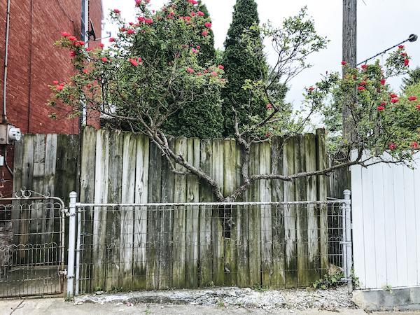 Photo of an old tree growing next to a wooden fence.
