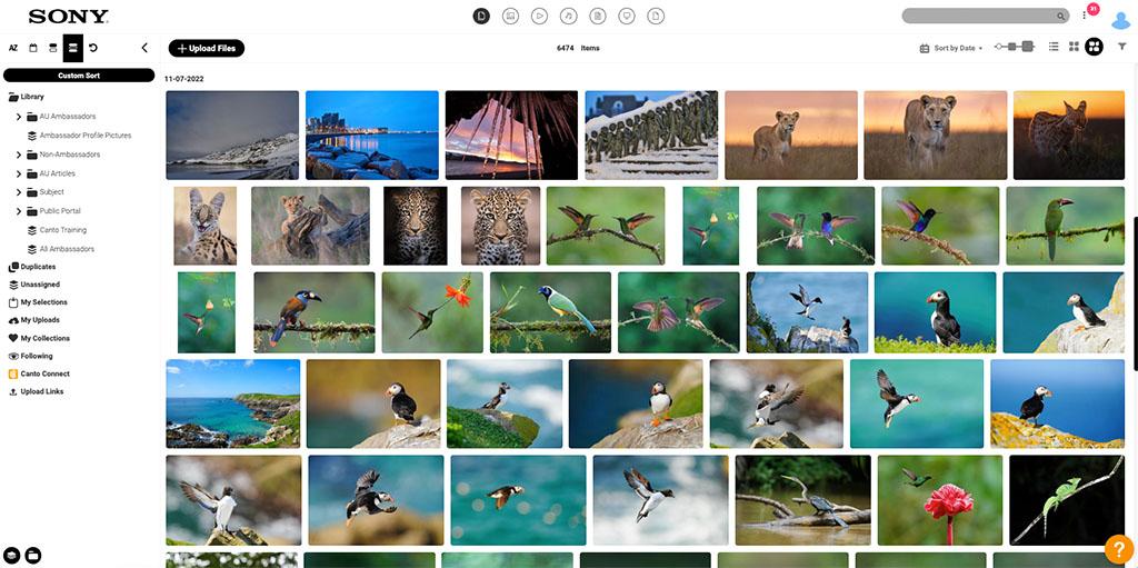 Screenshot of Sony's library of digital assets submitted by brand ambassadors in the Canto interface. Images are displaying of different types of animals from around the world, including lions, cheetahs, and many different types of birds in different colors. The library interface includes a searchbar at the top right and a folder navigation menu on the left.
